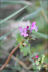 Lamium amplexicaule2