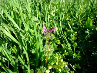 Lamium amplexicaule3