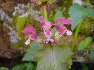 Lamium maculatum1
