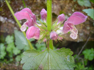 Lamium maculatum2
