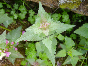 Lamium maculatum3
