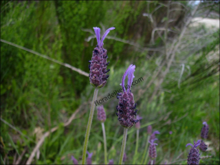 Lavandula stoechas6