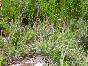 Lavandula stoechas7