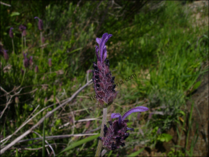 Lavandula stoechas8