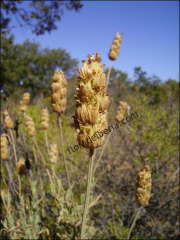Lavandula stoechas9