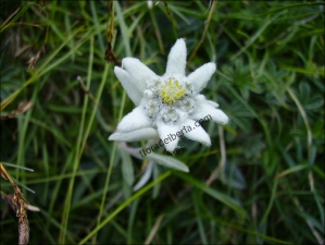 Leontopodium alpinum1