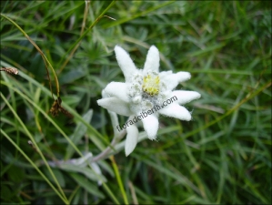 Leontopodium alpinum2