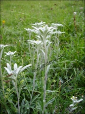 Leontopodium alpinum3