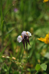 Linaria amethystea (1)