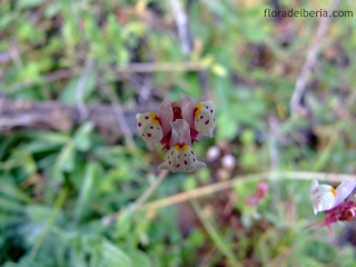 Linaria amethystea (5)