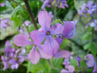 Lunaria annua3