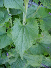 Lunaria annua6
