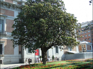 Magnolia grandiflora4