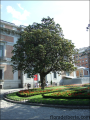Magnolia grandiflora4