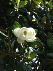 Magnolia grandiflora5