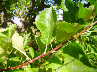 Malus pumila3