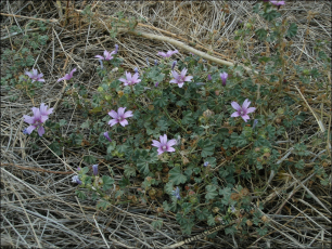 Malva sylvestris2