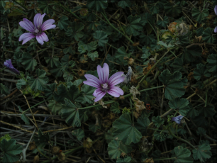 Malva sylvestris3