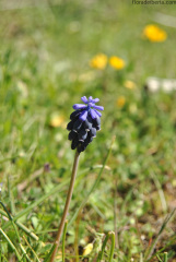 Muscari neglectum (1)