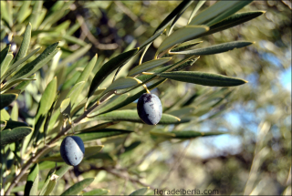 Olea europaea10