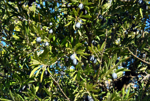 Olea europaea8