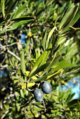 Olea europaea9