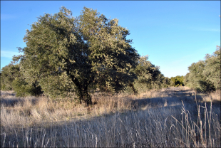 Olea europaeae11