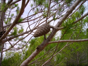 Pinus halepensis1