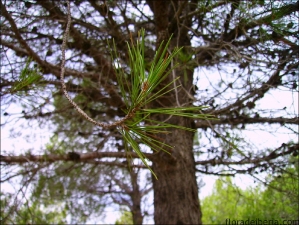 Pinus halepensis2