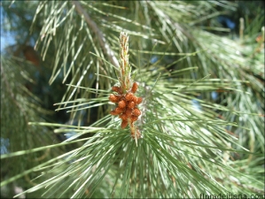 Pinus halepensis5