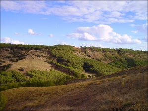 Pinus halepensis7