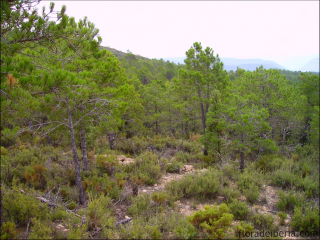Pinus pinaster1
