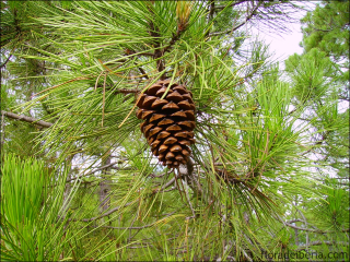 Pinus pinaster2