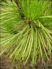 Pinus pinaster3
