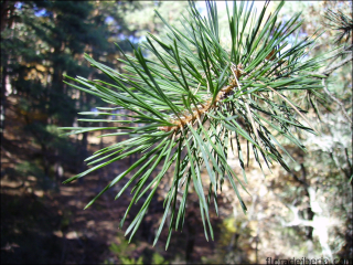 Pinus sylvestris1
