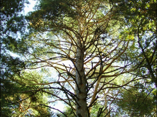 Pinus sylvestris4