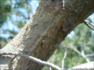 Pinus uncinata1