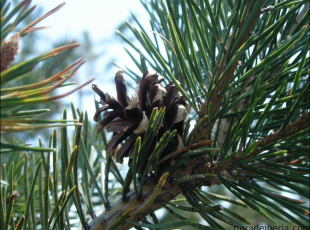Pinus uncinata2