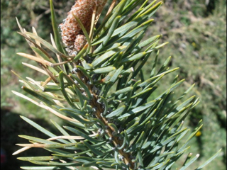 Pinus uncinata4