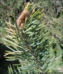 Pinus uncinata4
