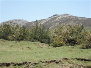 Pinus uncinata5