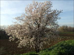 Prunus dulcis16