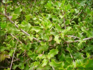 Quercus coccifera1