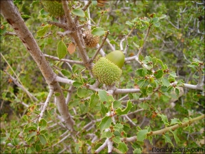 Quercus coccifera4