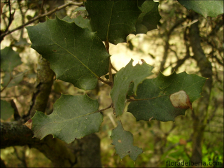 Quercus ilex13