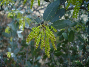 Quercus ilex16