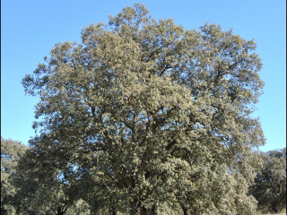 Quercus ilex21