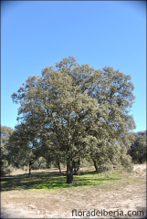 Quercus ilex21