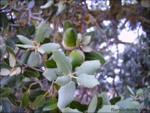 Quercus ilex3