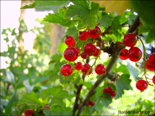Ribes rubrum1